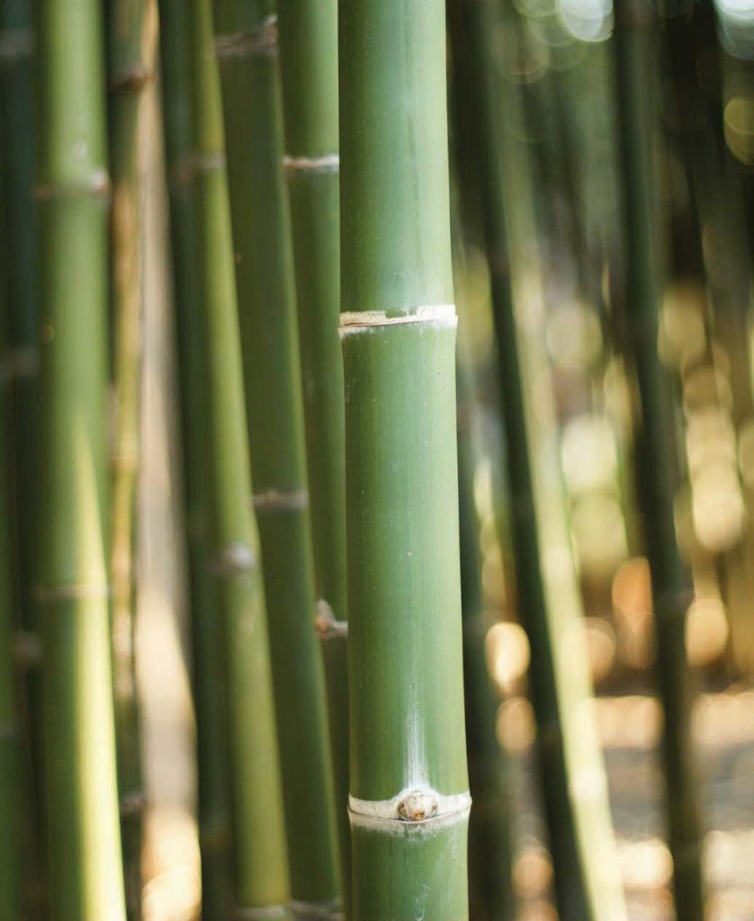 bamboo-permaculture