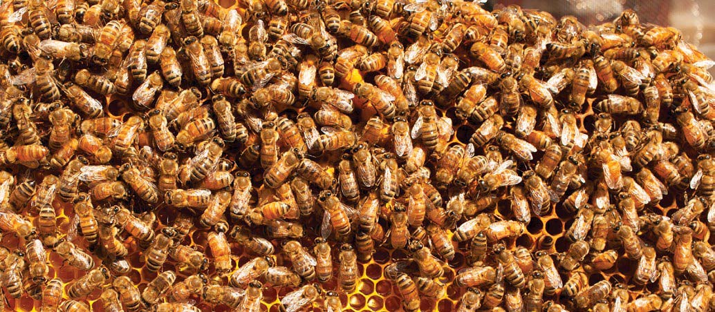 life-bees