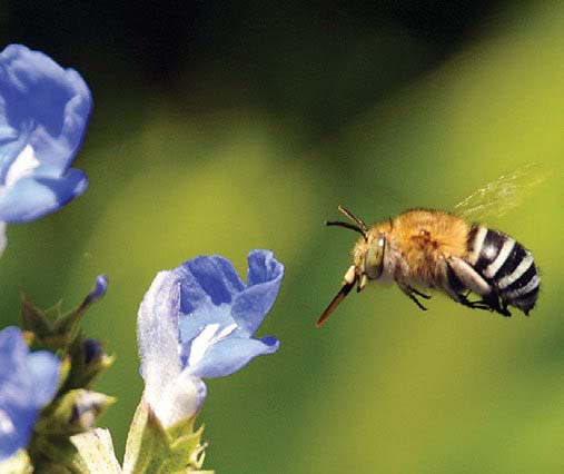 native-bees