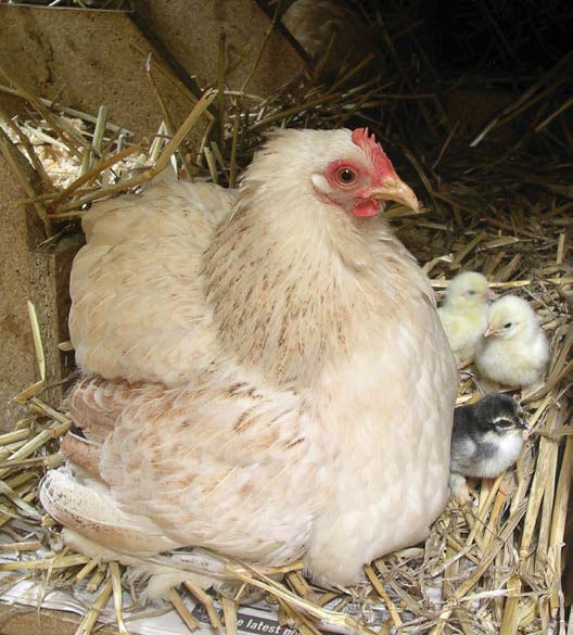 backyard-poultry-breeding
