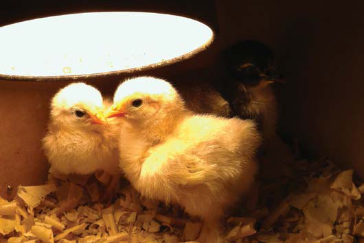 backyard-poultry-breeding