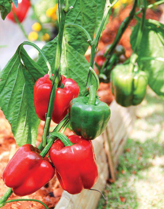 ground-peppers