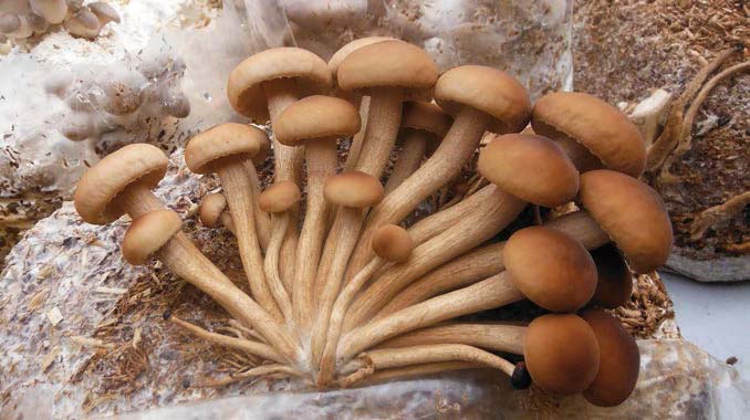 role-fungi
