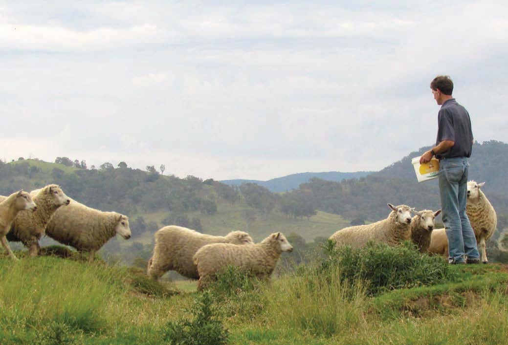 ryeland-sheep