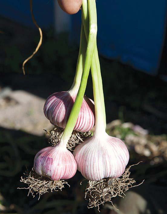 garlic-buds
